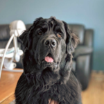 Newfoundland Dog