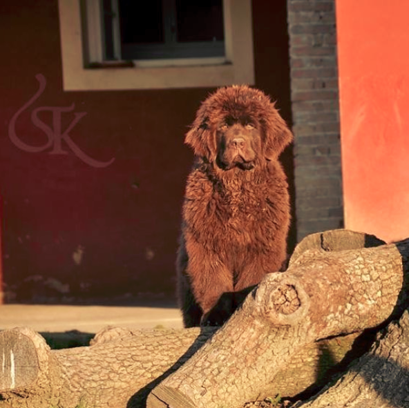 Brown Newfoundland Dog