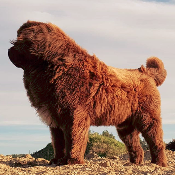 Brown newfoundlanddog