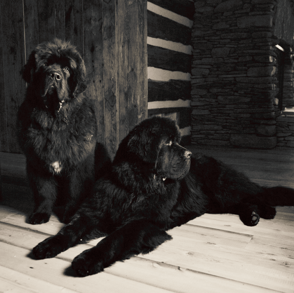 newfoundland dog shedding