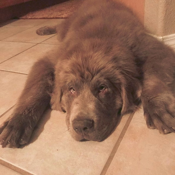 Grey Newfoundland Dog