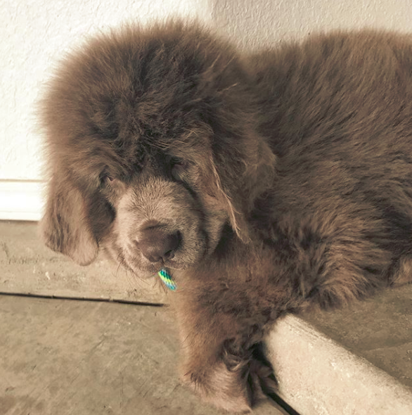 Grey Newfoundland Dog