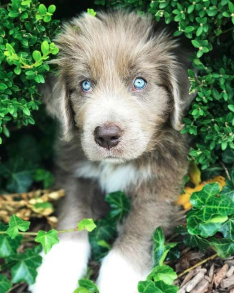 Grey Newfoundland Dog