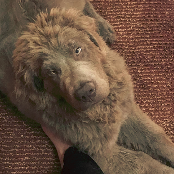 Grey Newfoundland Dog: