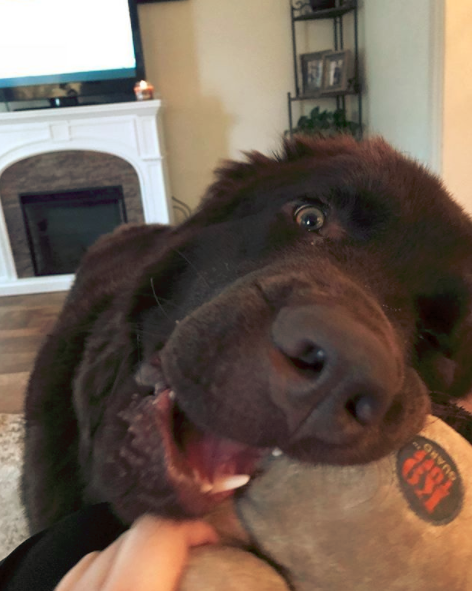 How to Calm Down a Hyper newfoundland dog?