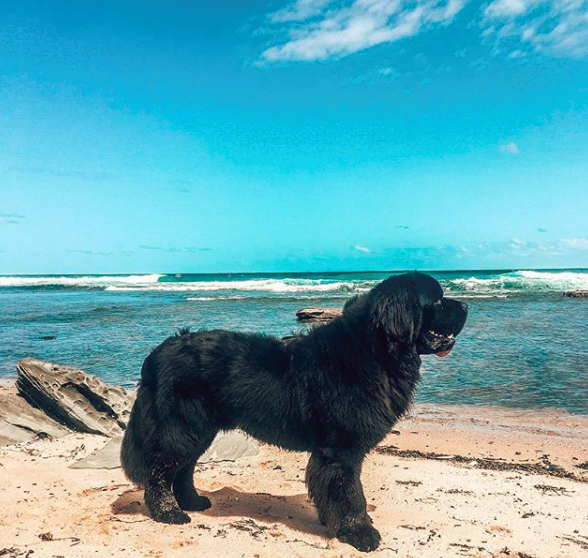 How to Calm Down a Hyper newfoundland dog