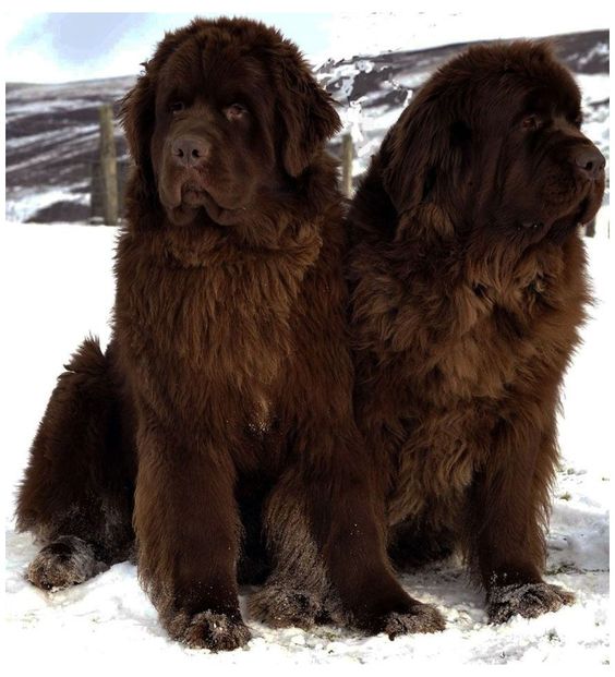 Newfoundland Dog