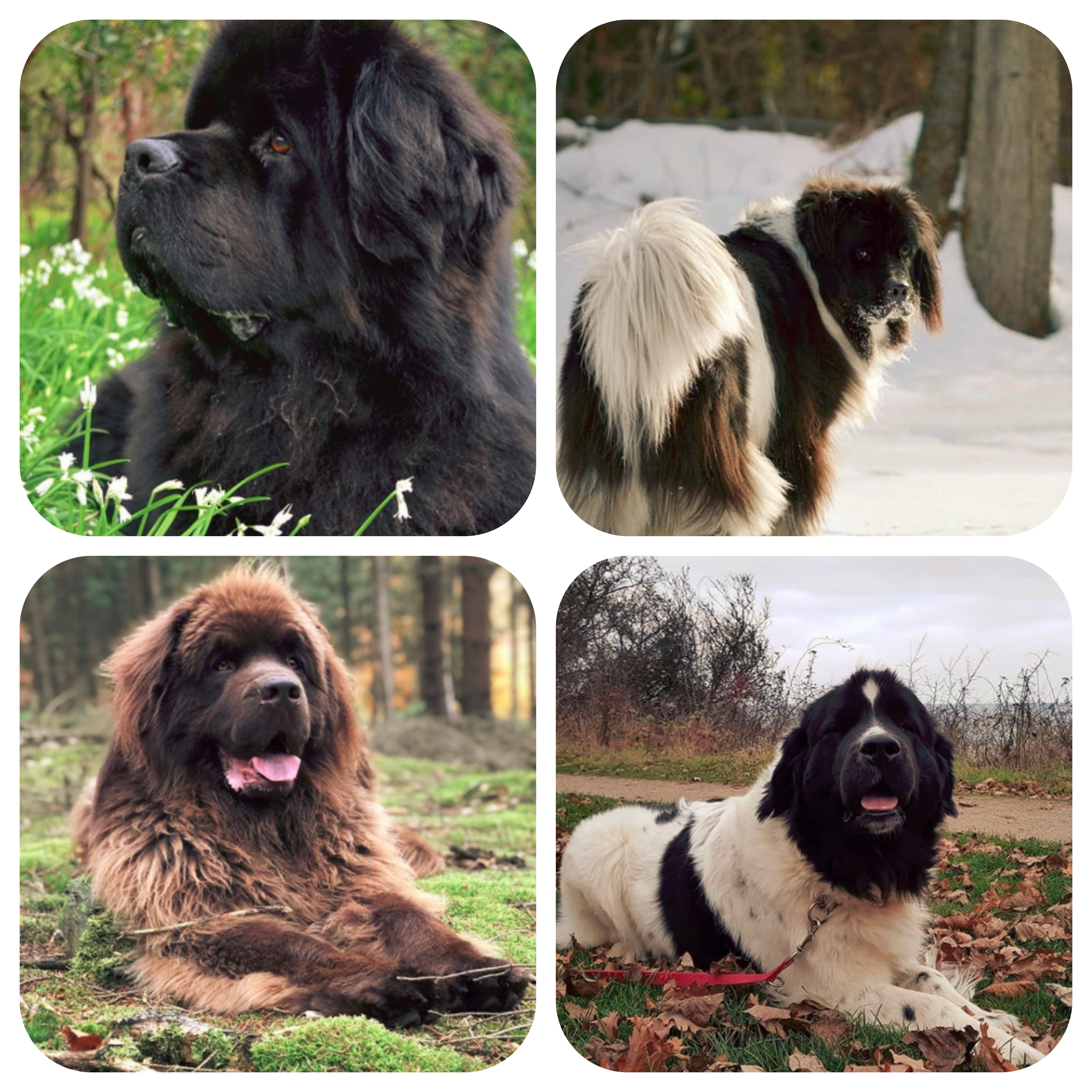 Newfoundland Dog Appearance