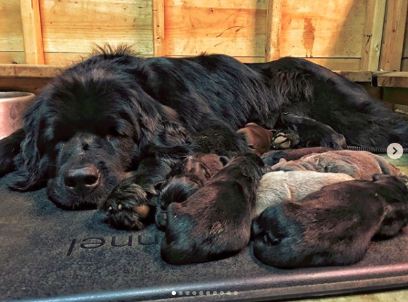 Newfoundland Dog Temperament