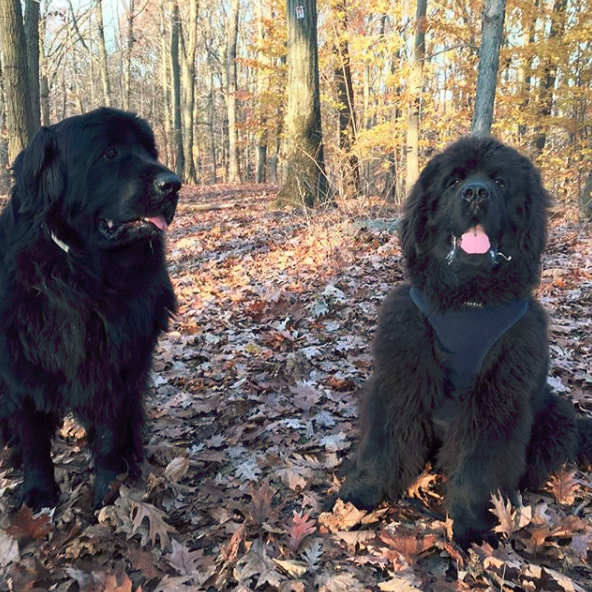 Newfoundland Dog barking