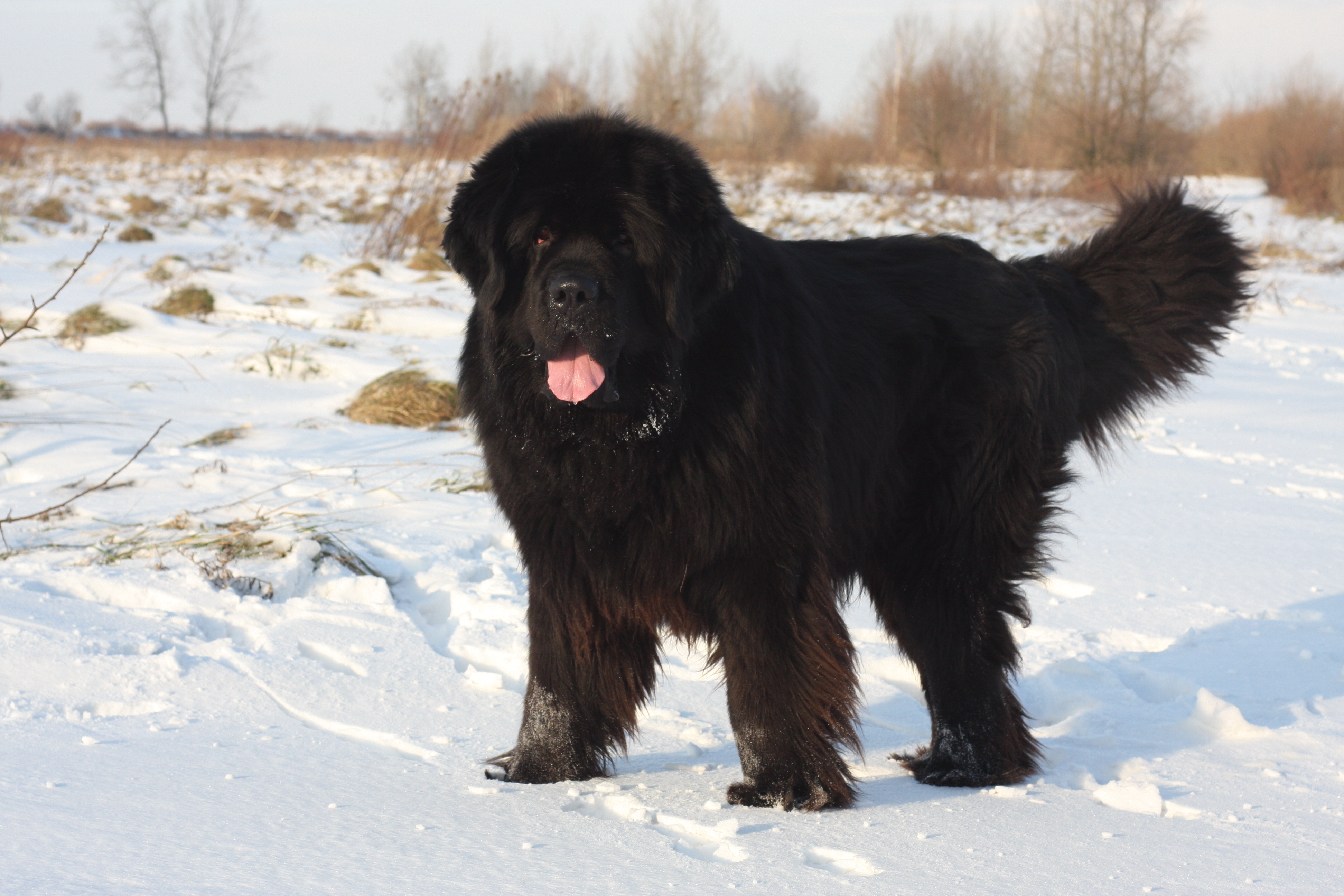 Black Newfoundland Dog