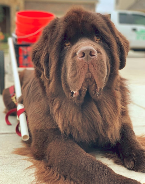 Brown Newfoundland Dog