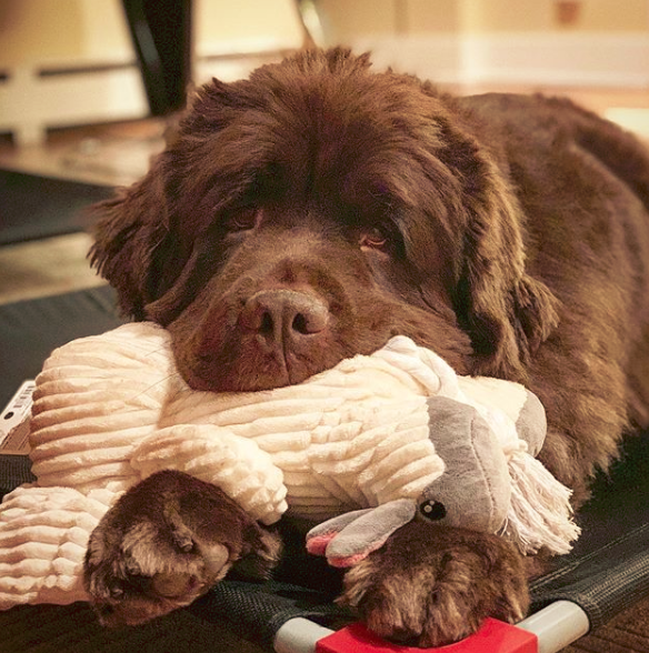 Newfoundland dog Teething and Chewing Issues