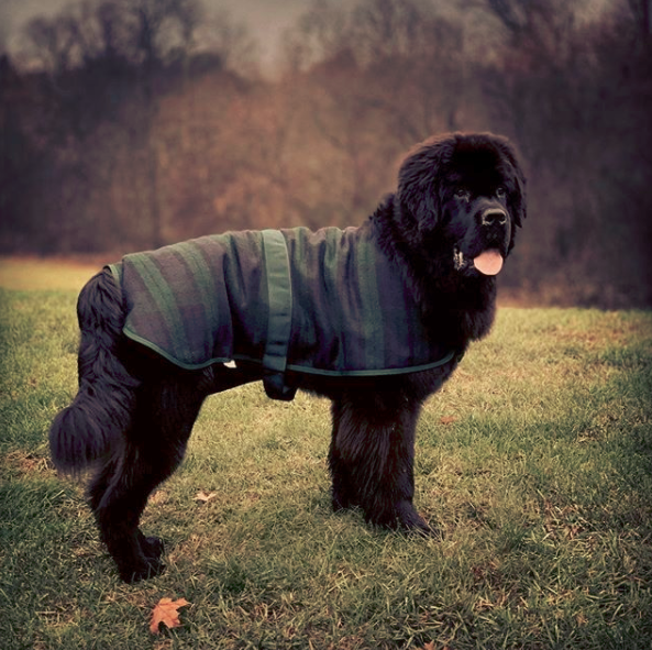 Newfoundland dog tail issues and care