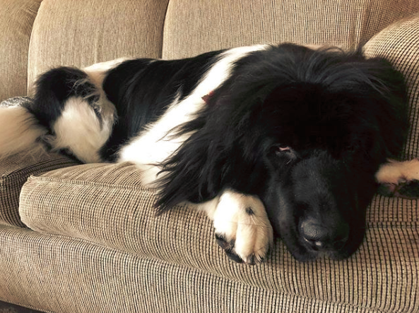 black and white newfoundland dog