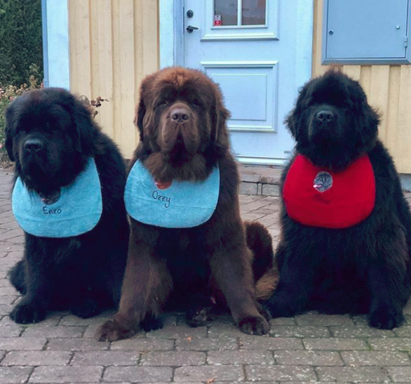 What is the Average Lifespan of a Newfoundland Dog