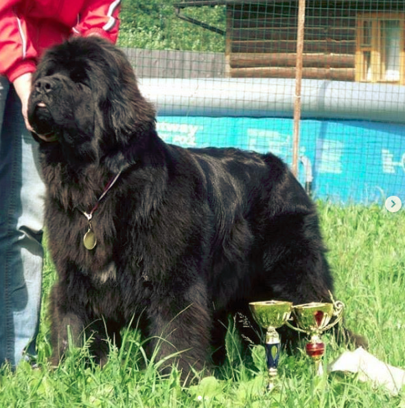 What is the Average Size of a Newfoundland Dog?