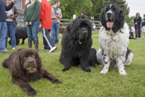 What is the Average Weight of a Newfoundland Dog