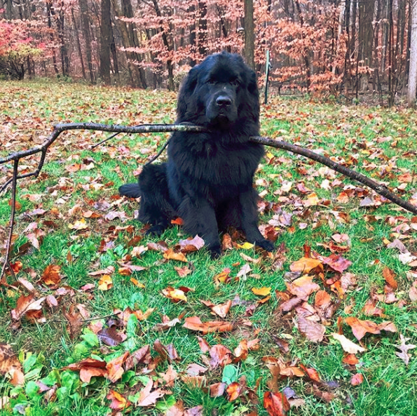 Newfoundland Puppy Weight Gain Chart