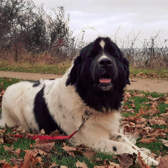 black and white newfoundland dog