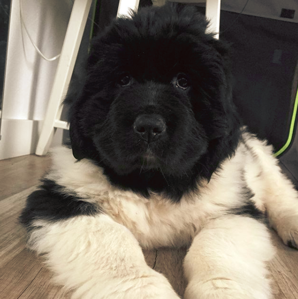 black and white newfoundland dog