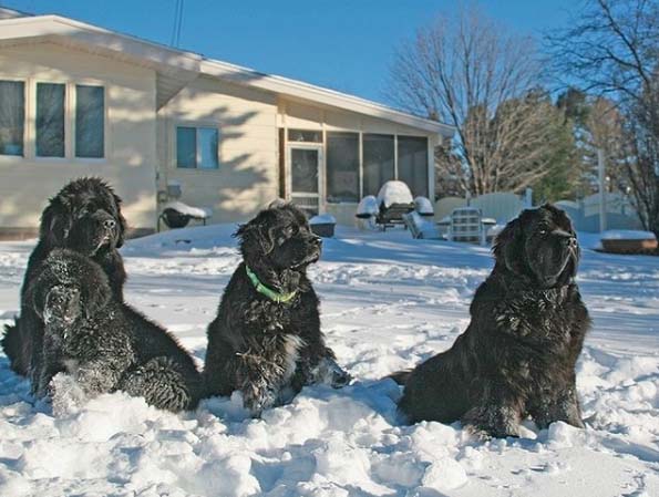 brown newfoundland dog