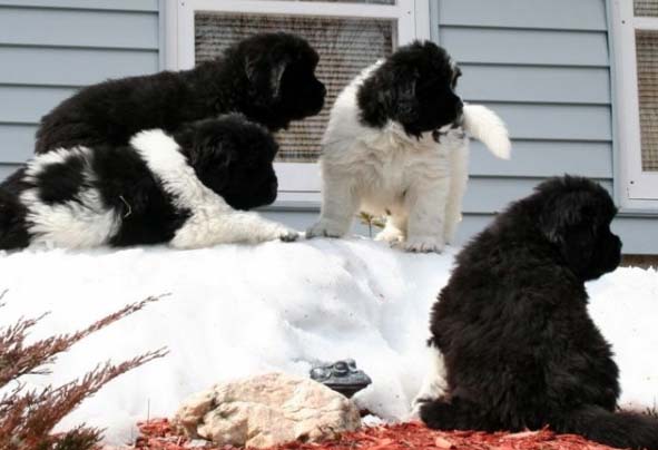 dog newfoundland