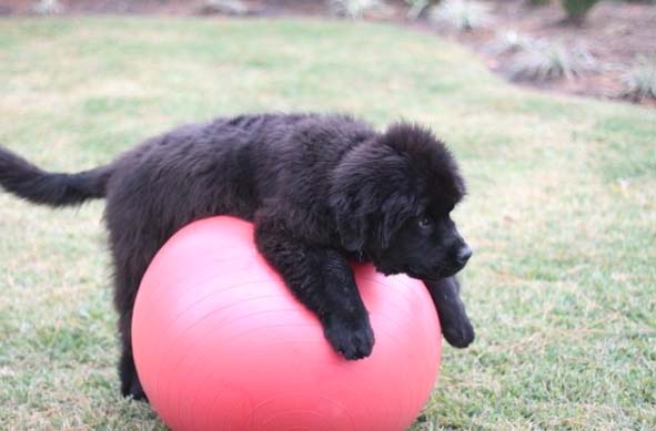 giant newfoundland dogs