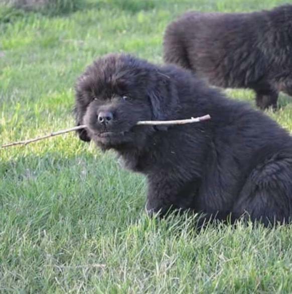 landseer newfoundland puppies