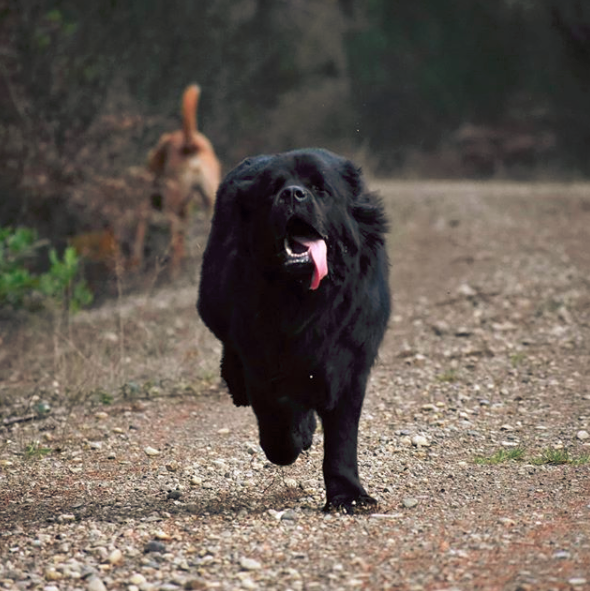 Black Newfoundland Dog