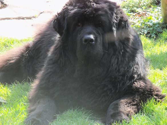 newfie dog