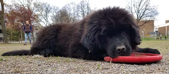 newfies