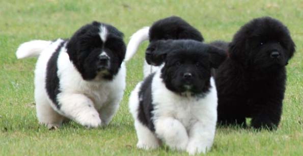 newfoundland breeding