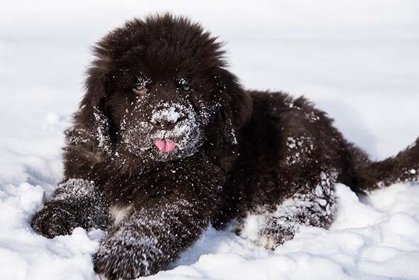 newfoundland dog breed