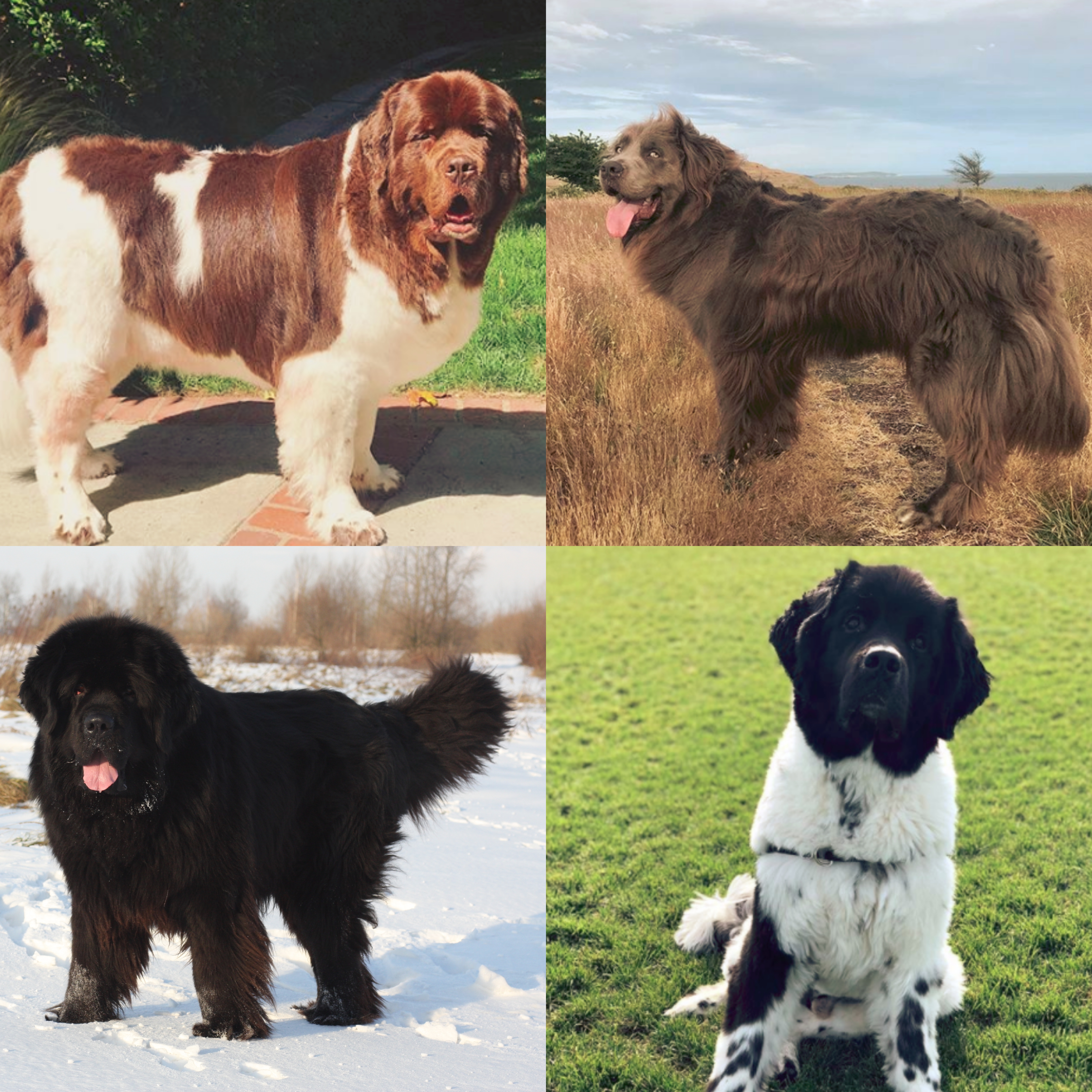 Newfoundland dog colors