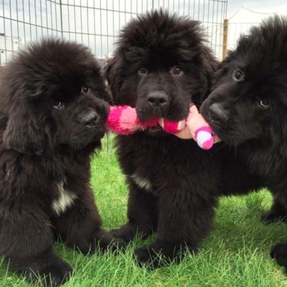 newfoundland dog puppy