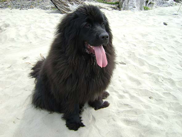 newfoundland dog sizes