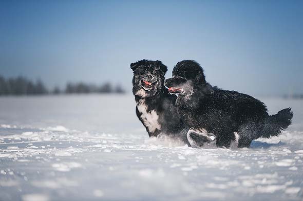 newfoundland dogs size