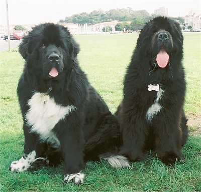 newfoundland dogs weight