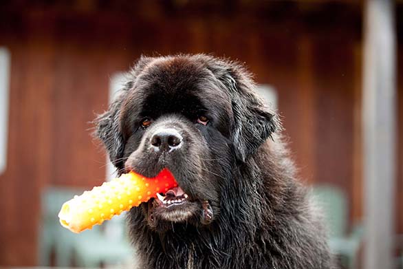 newfoundland dogs