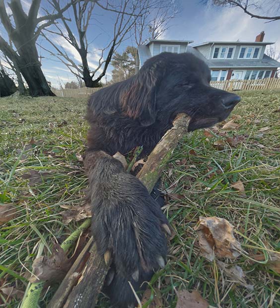 newfoundland puppies