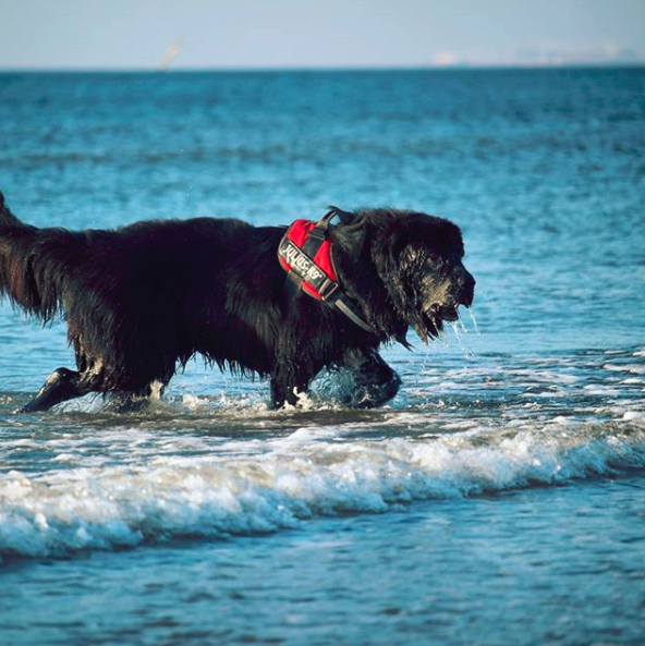 Cancer in Newfoundland Dog Symptoms and Cure