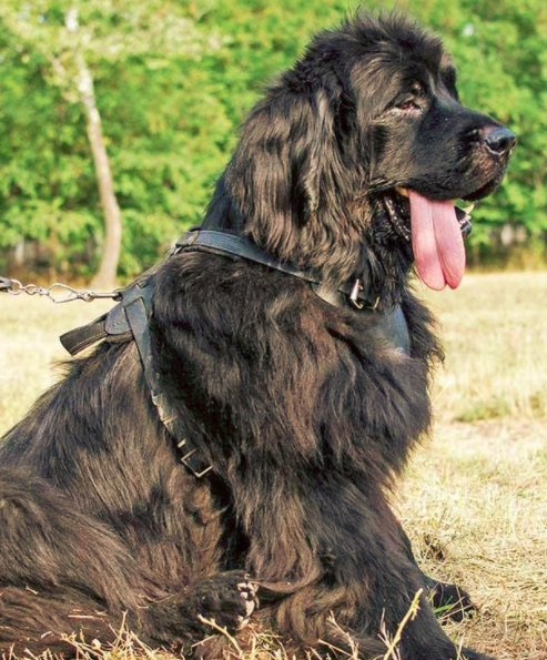 Cancer in Newfoundland Dog Symptoms and Cure