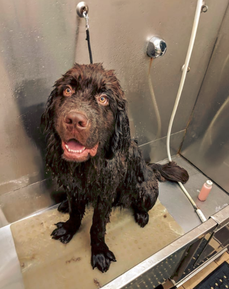 Common Allergies in Newfoundland dog