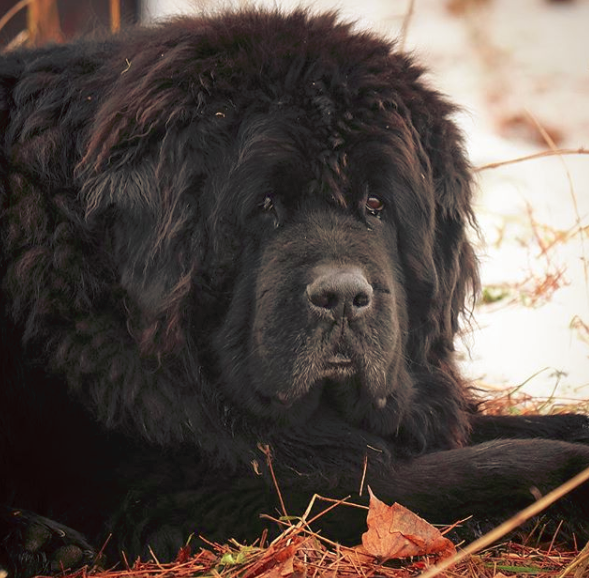 Common Allergies in Newfoundland dog