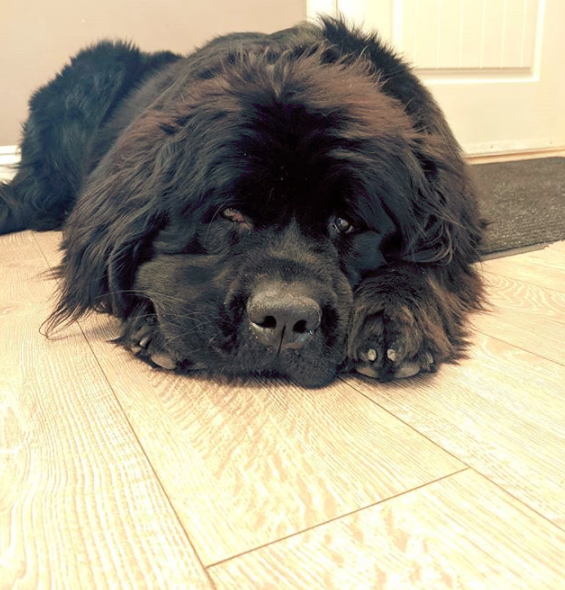 Newfoundland dog