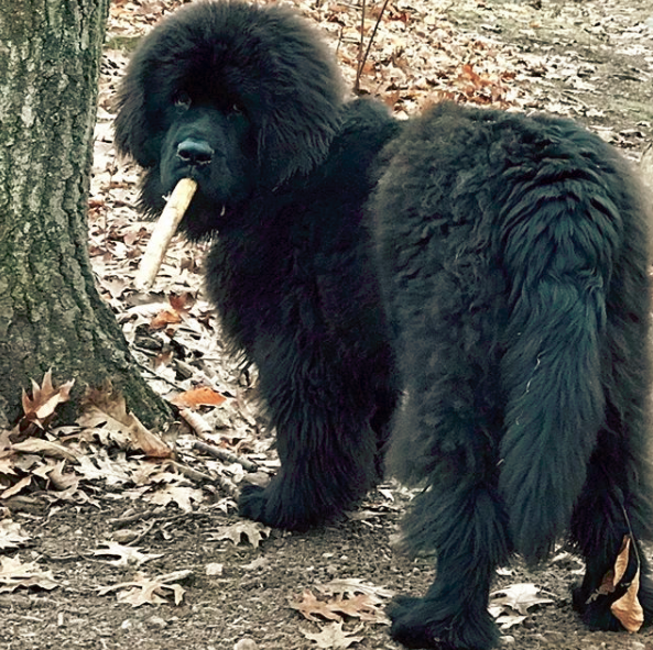 Signs Symptoms and treatment of Bloat in Newfoundland Dogs