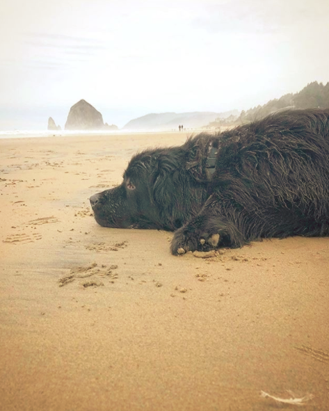 Newfoundland dog stomach issue