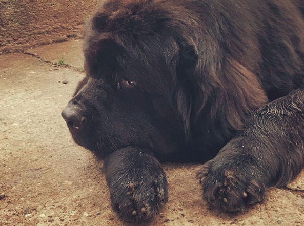 separation anxiety in Newfoundland dogs