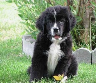 BERNEFIE DOG